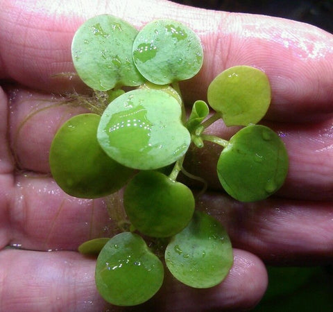Frogbit (1 Cup Portion)