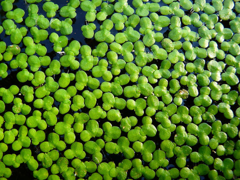Duckweed (1/8 cup portion)