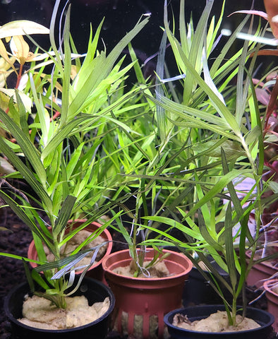 Heteranthera zosterifolia- STAR GRASS (BUY 1 GET 1 FREE)