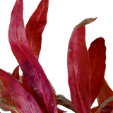Alternanthera reineckii 'Pink' (Tropica)