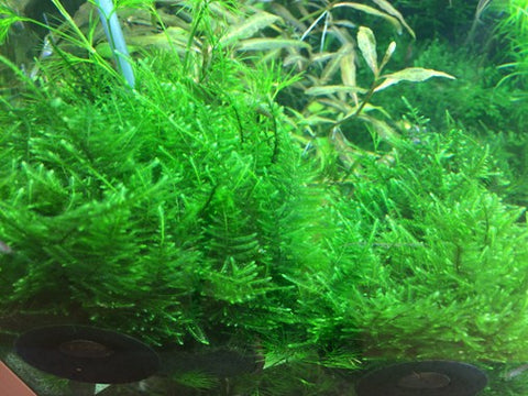 Taiwan Moss Portion