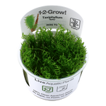 Taxiphyllum 'Spiky Moss' 1-2-Grow!