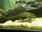 Gold Spot Ancistrus Pleco L1