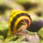 Assassin Snails (Anentome helena)