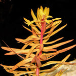Nesaea pedicellata 'Golden' (Ammannia pedicellata)