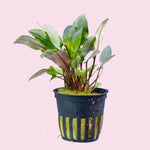 Cryptocoryne wendtii 'Tropica'