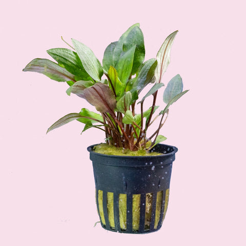 Cryptocoryne wendtii 'Tropica'