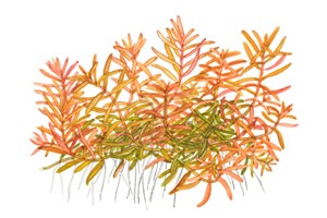 Rotala H'ra