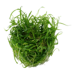 Helanthium tenellum 'Green' 1-2-Grow!