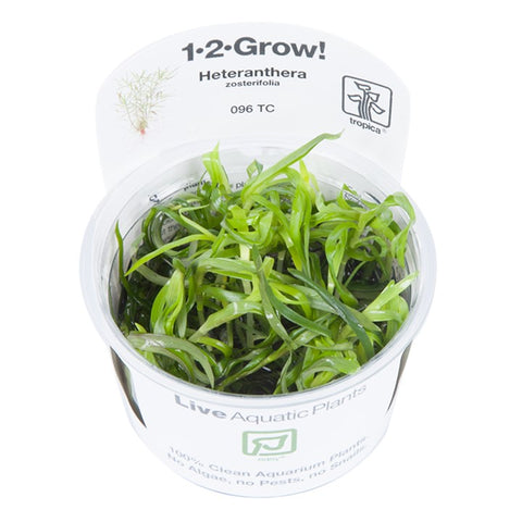 Helanthium tenellum 'Green' 1-2-Grow!