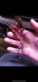 Cryptocoryne wendtii 'Flamingo' (Submersed Plant) (May Not be Available in Store)