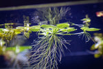 Frogbit (1/4 Cup Portion)