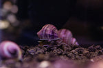 Purple Mystery Snails (Pomacea Bridgesii)