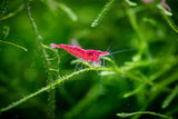 Super Red Cherry Shrimp X (Neocaridina davidi)