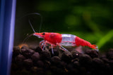 Red Rili Shrimp (Neocaridina davidi)