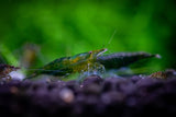 Green Jade Shrimp (Neocaridina davidi)