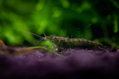 Green Jade Shrimp (Neocaridina davidi)