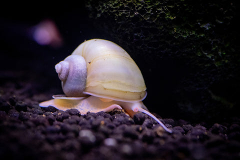 Ivory Mystery Snail (Pomacea bridgesii)