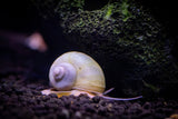 Ivory Mystery Snail (Pomacea bridgesii)