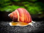 Mystery Snails (Pomacea Bridgesii)