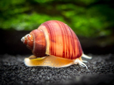 Mystery Snails (Pomacea Bridgesii)