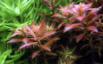 Proserpinaca palustris 'Cuba' (Mermaid Weed)