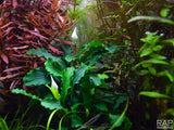 Bucephalandra 'Wavy Green' (Tropica)