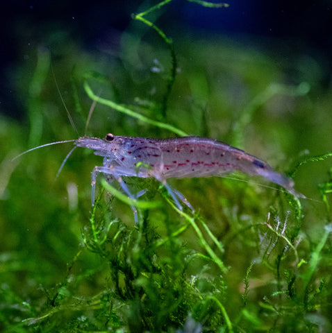 Amano Shrimp (Japonica Sp.)