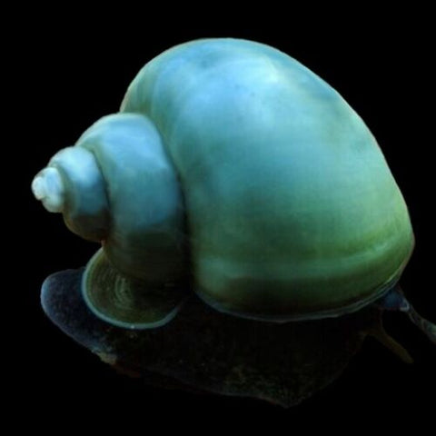 Blue Mystery Snail (Pomacea Bridgesii)
