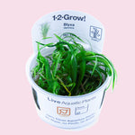 Blyxa japonica 1-2-Grow!