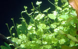Cardamine lyrata submersed (Tropica)