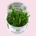 Cryptocoryne wendtii 'Green' 1-2-Grow!