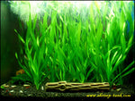 Corkscrew Vallisneria (Vallisneria asiatica)