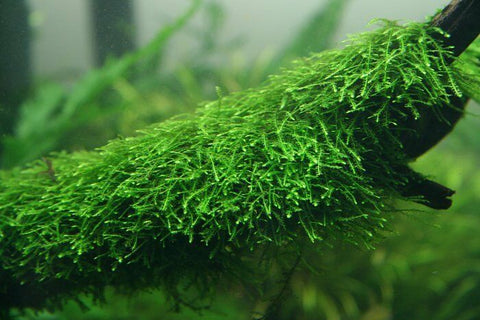 Weeping Moss Portion (Grown Under Water)