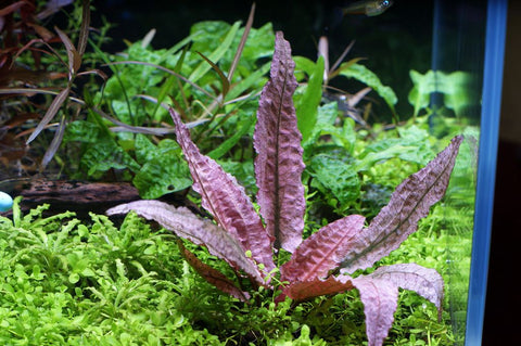 Cryptocoryne wendtii 'Flamingo' (Submersed Plant) (May Not be Available in Store)