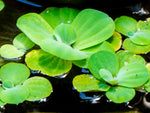DWARF Water Lettuce (Pistia stratiotes) 1/2 CUP PORTION