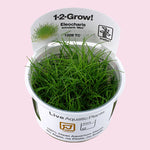 Eleocharis pusilla (Dwarf Hairgrass) 1-2-Grow!