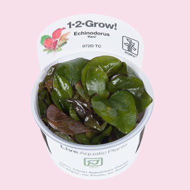 Echinodorus 'Reni' 1-2 Grow!