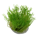 Taxiphyllum 'Flame Moss' 1-2-Grow!