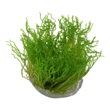 Taxiphyllum 'Flame Moss' 1-2-Grow!