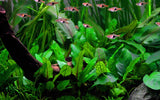Cryptocoryne wendtii 'Green' 1-2-Grow!