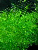 Guppy Grass (Najas guadalupensis)