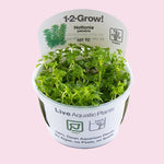 Hottonia palustris 1-2-Grow!