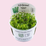 Hottonia palustris 1-2-Grow!