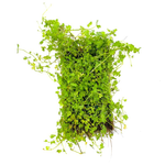 Hydrocotyle tripartita 'Japan' Mat (2x2 Inch Squares)