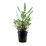 Hygrophila pinnatifida (Tropica)