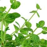 Lindernia rotundifolia (Tropica)