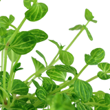 Lindernia rotundifolia (Tropica)