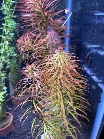 Ludwigia Inclinata 'Pantanal' Potted