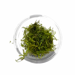 Taiwan Moss Portion